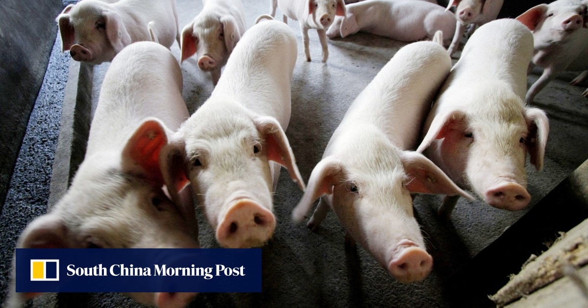 Chinese pig breeder Muyuan Foods courts cornerstone investors for Hong Kong listing