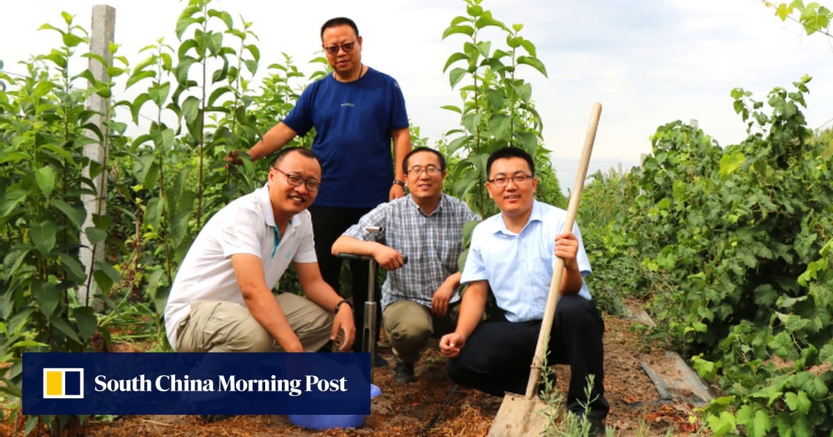 China’s man-made forest in Gobi produces good rubber for military use