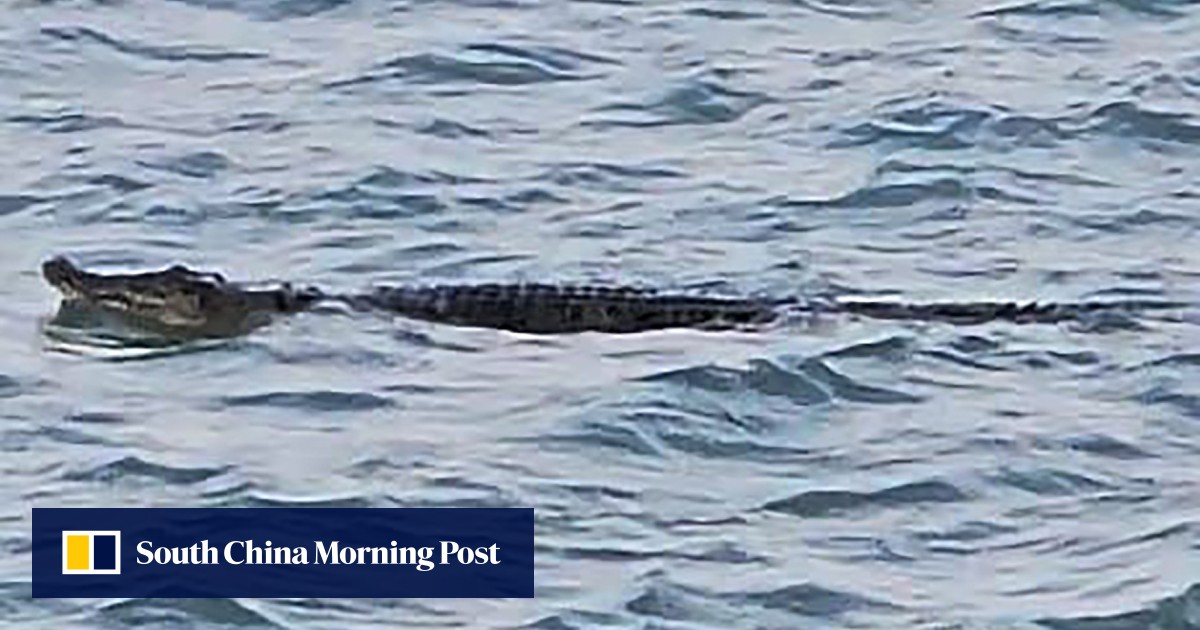 Singapore’s Sentosa halts water fun after crocodile sighting