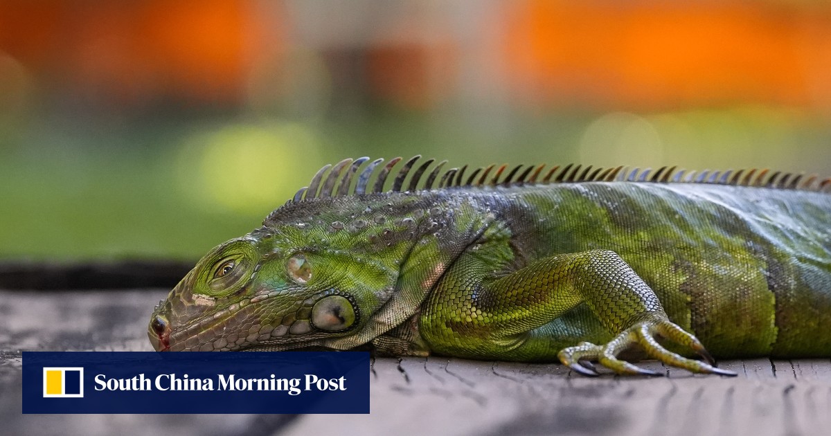 It’s ‘raining Iguanas’ in Florida as record cold snap bites southern US