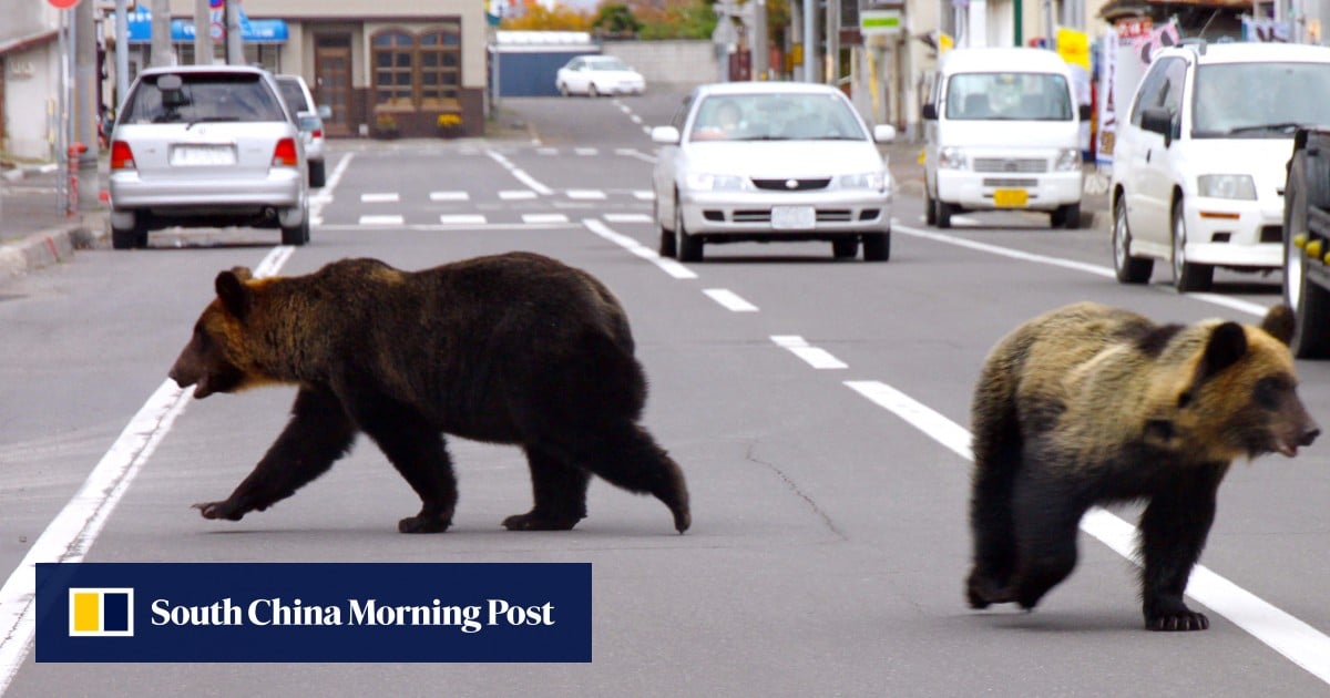 Japan bear intrusions driven by fruit, not hunger, study finds