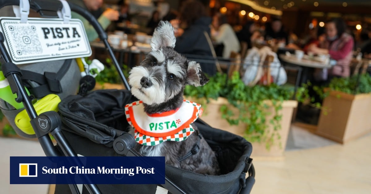 Hong Kong may set limit of 2 dogs per diner under new pet-friendly policy