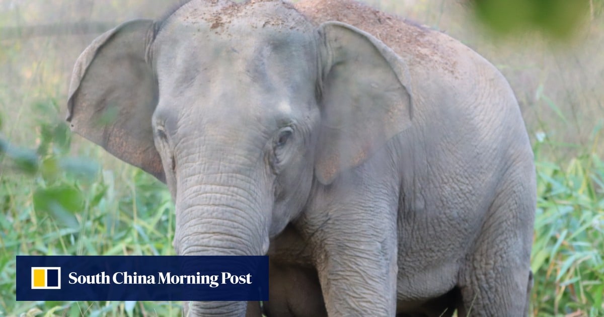 Thailand launches wild elephant birth control to stop deadly farm raids