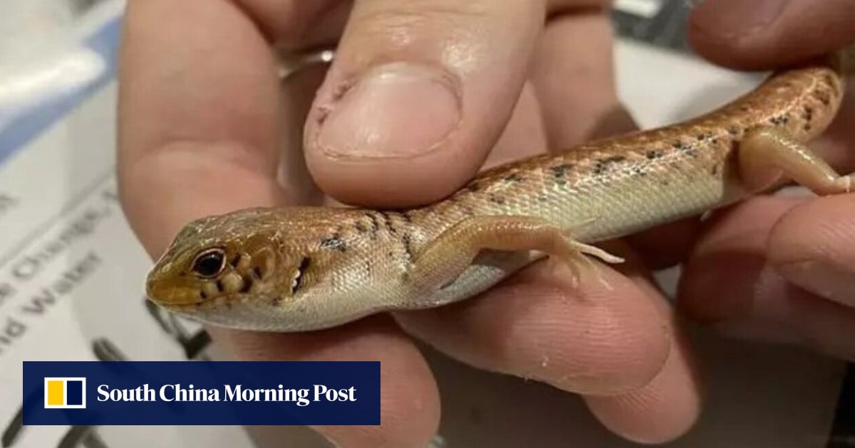 Australian smuggler jailed record 8 years for mailing lizards in popcorn bags
