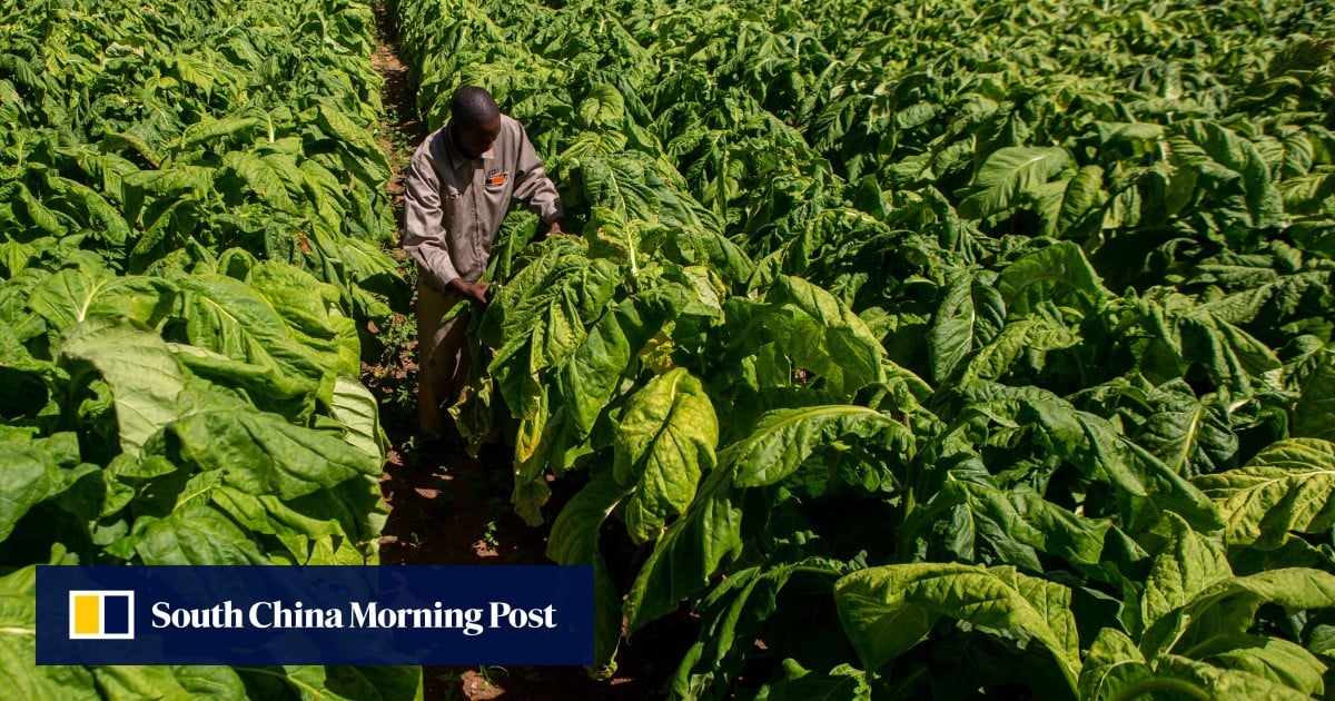China helps Zimbabwe grow US$1.2 billion tobacco crop amid debt, health concerns