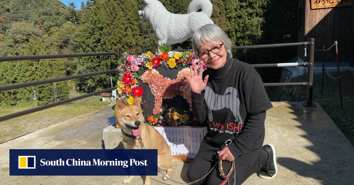 Where does the Shiba Inu hunting dog come from? Learn about the Japanese breed’s birth