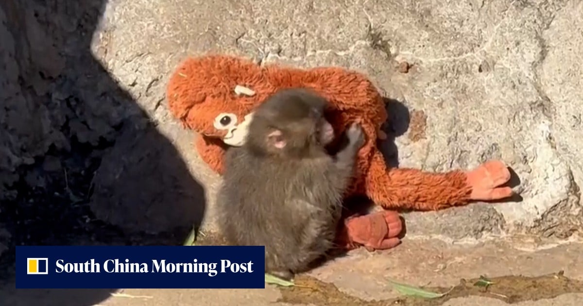 Abandoned baby monkey finds comfort in plush toy | South China Morning Post