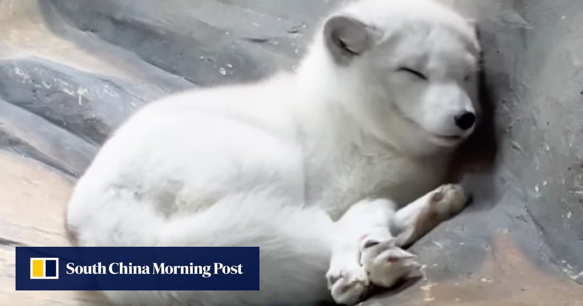 Hong Kong Ocean Park’s last 2 arctic foxes die, den temporarily closed