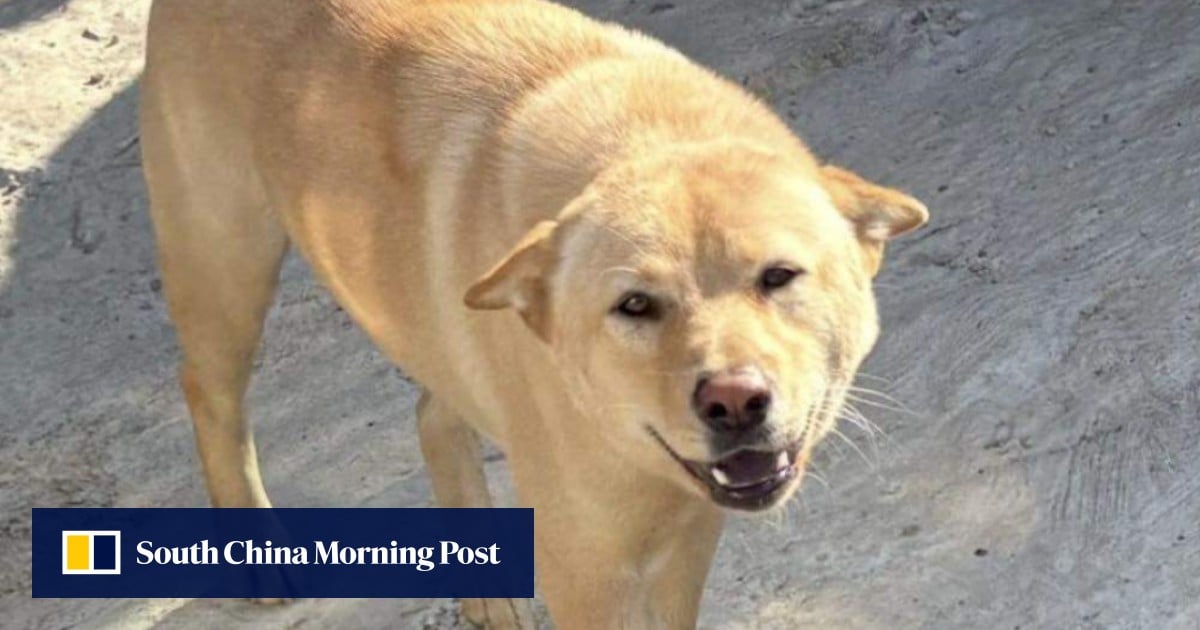 5 dogs found poisoned to death in Hong Kong’s New Territories in single week