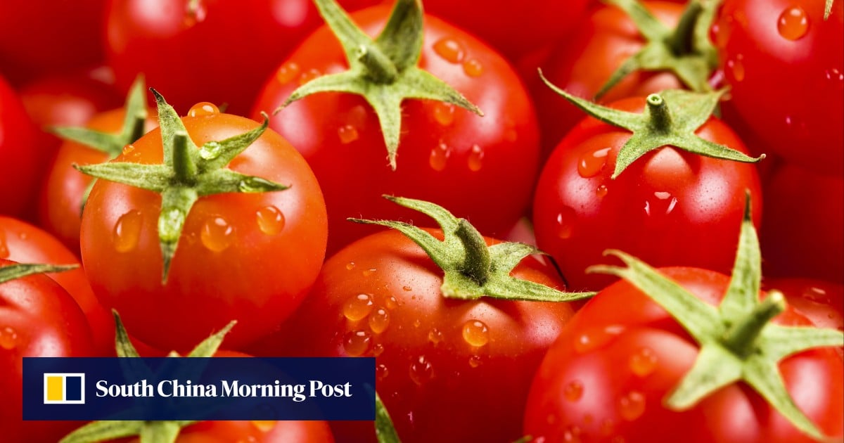 Chinese scientists engineer gene-edited tomato with popcorn aroma