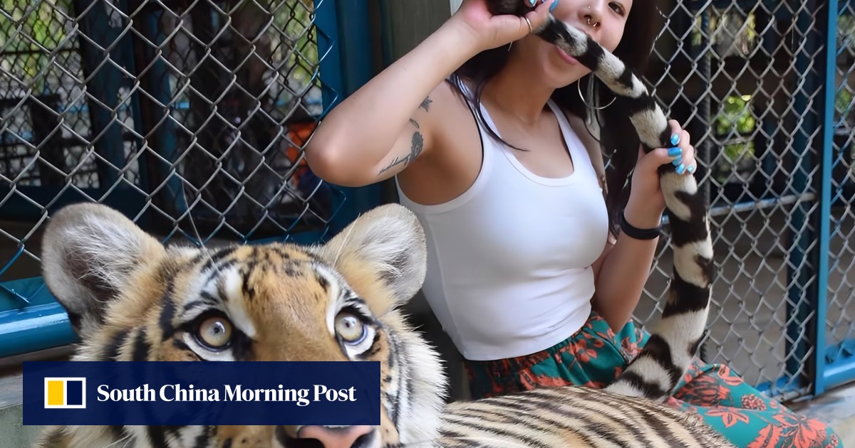 Why did 72 tigers die at a Thailand tourist park in under 2 weeks?