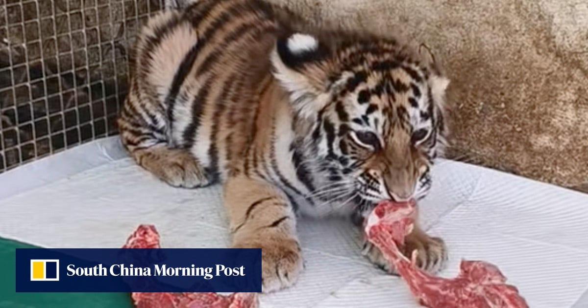 China zoo uses old videos of dead tiger cub to seek donations, prompting demands for apologies