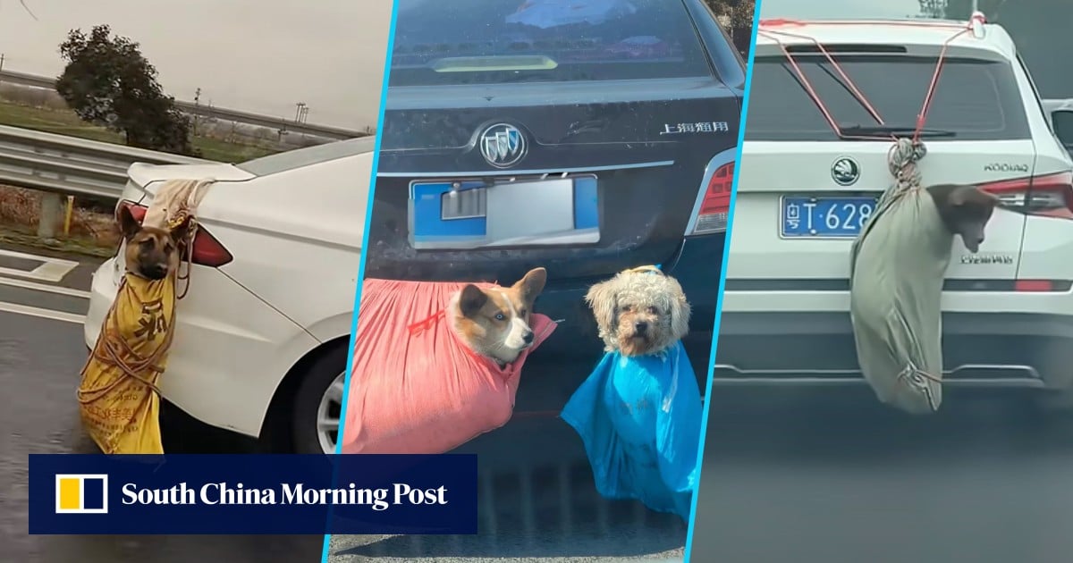 Dozens of pet corpses found on China highway, likely caused by unsafe transport by owners