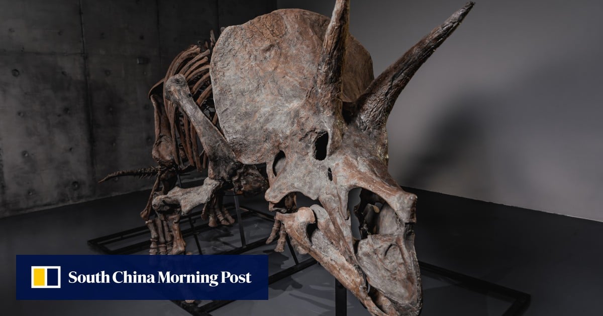 Triceratops skeleton ‘Trey’ to hit the auction block as dinosaur market soars