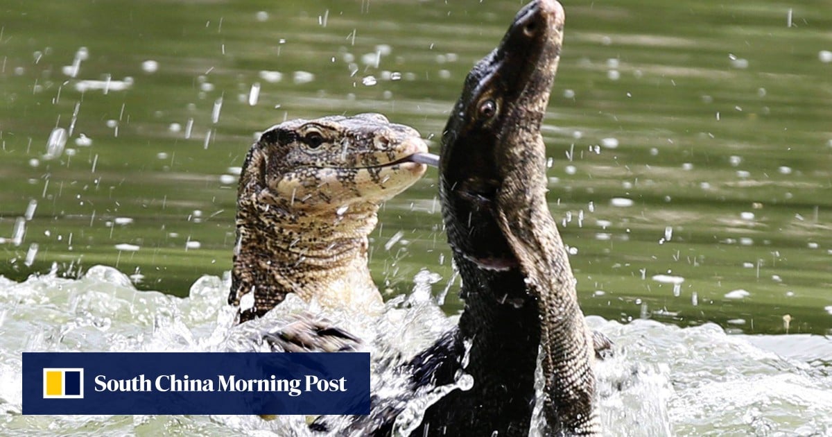 How to see Bangkok’s famous monitor lizards up close and why you shouldn’t be scared