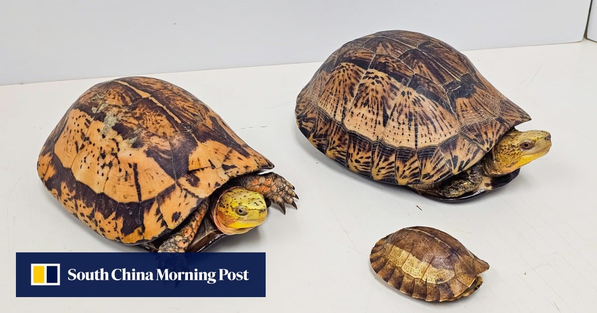 Man arrested after 14 endangered reptiles found in Kwai Chung industrial site