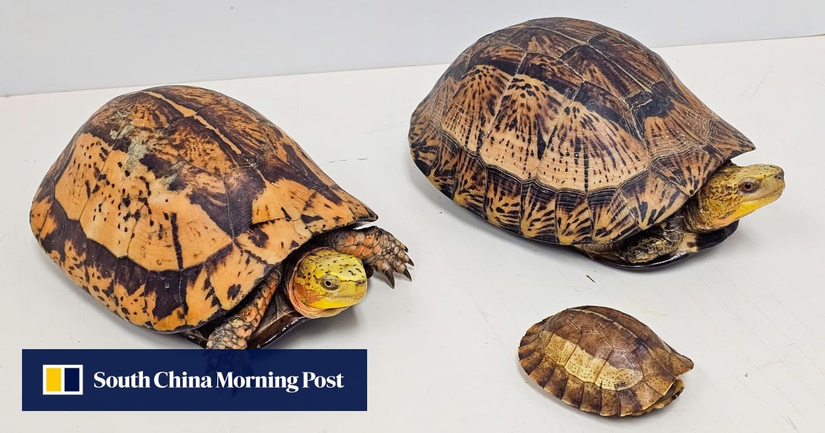 Man arrested after 14 endangered reptiles found in Kwai Chung industrial site