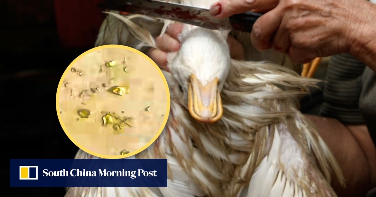 Chinese man discovers gold particles in duck’s stomach, weighing 10 grams, worth US$1,800