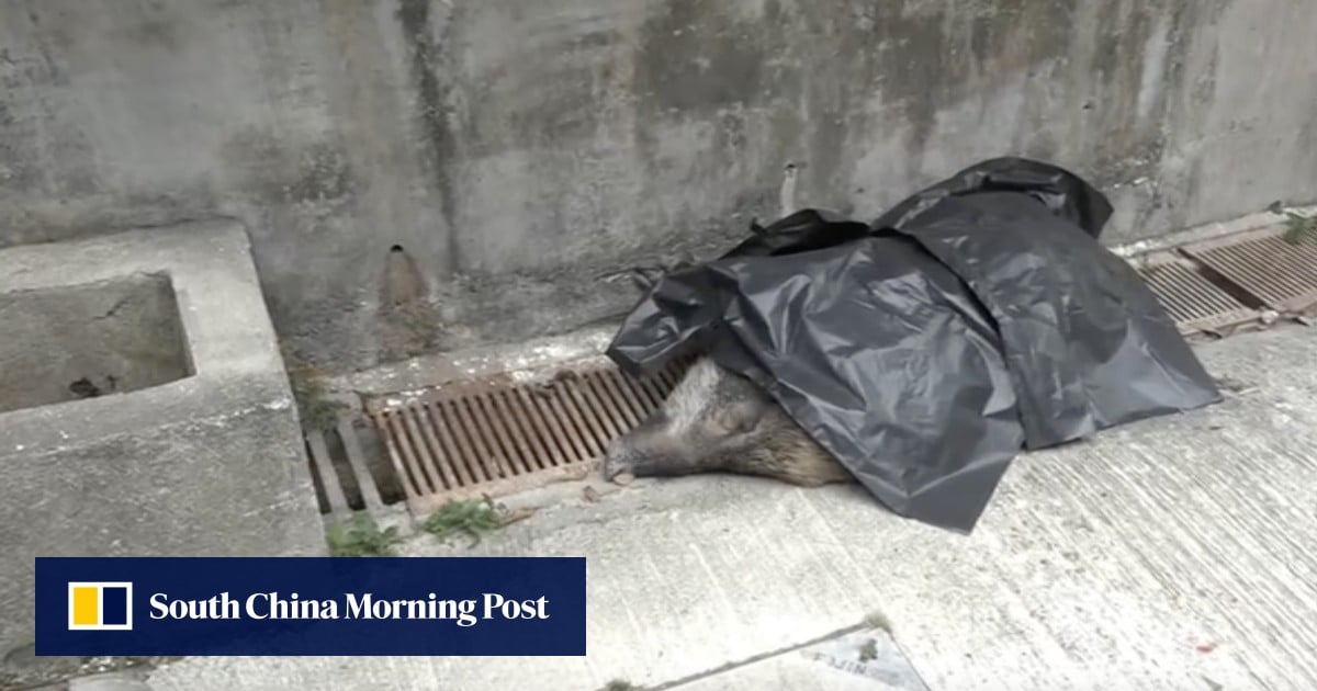 Wild boar bites hiker, tumbles to its death down flight of stairs in village
