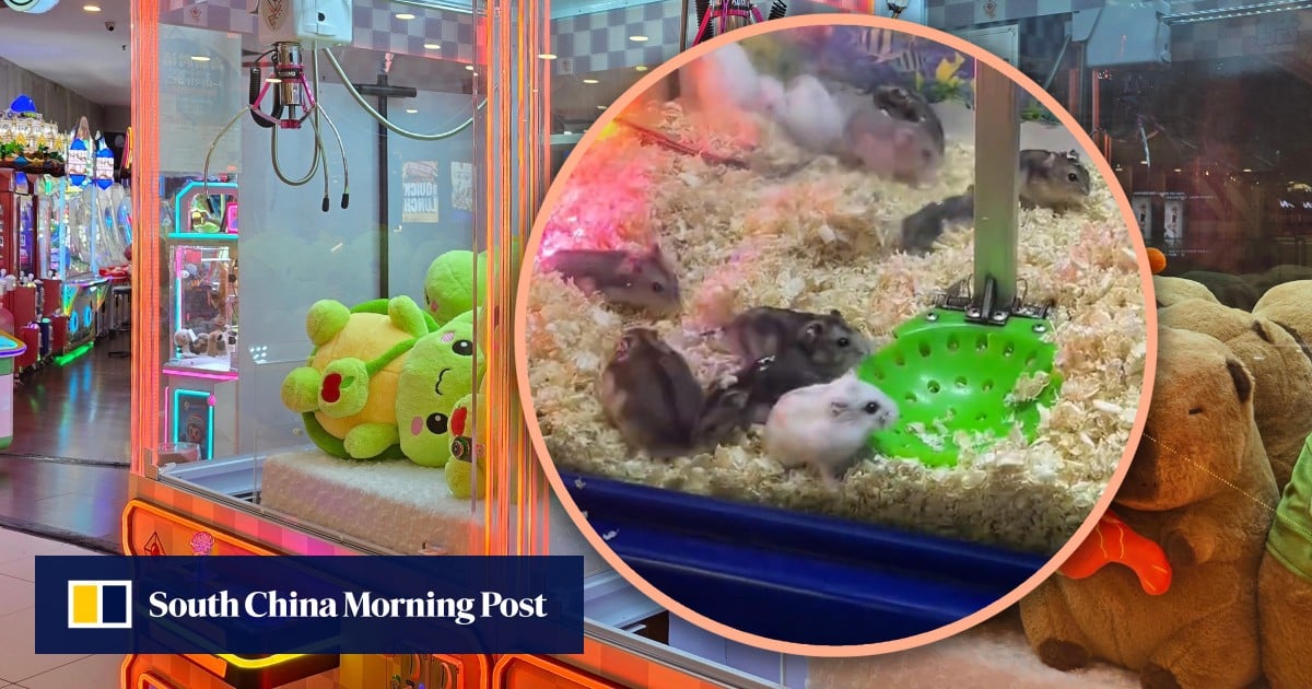 China game shop slammed for using live hamsters in claw machine, now utilising fish, turtles