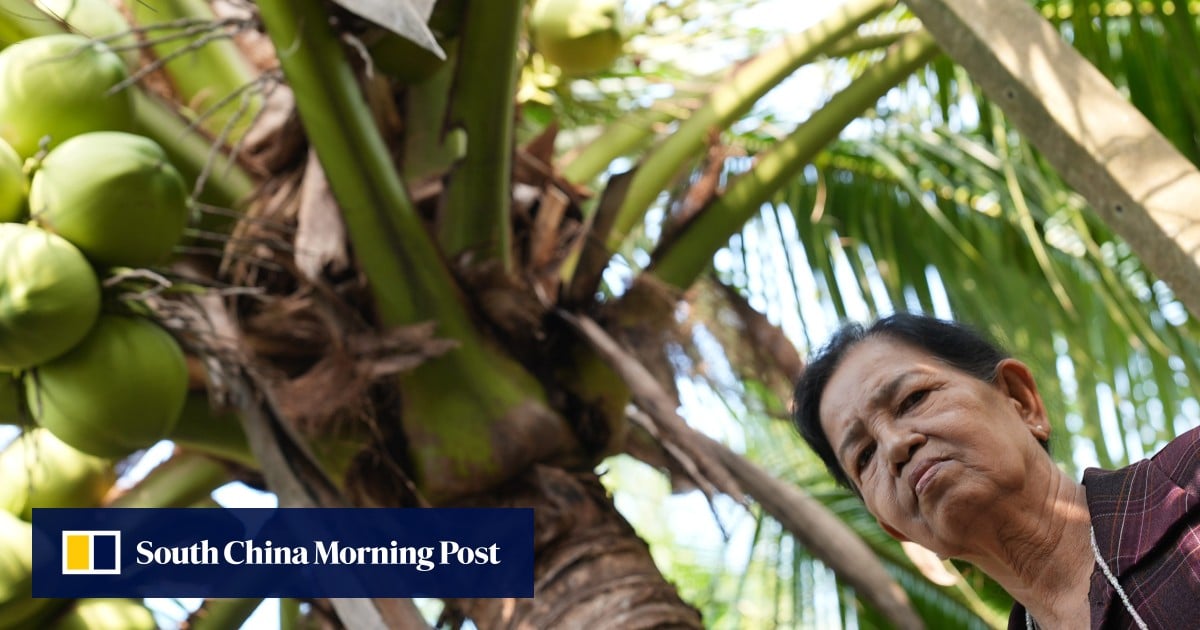 Inside the coconut cartel: how Chinese money squeezes Thai farmers