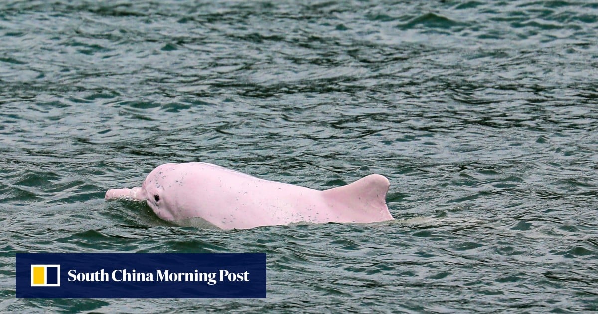 Hong Kong researcher sounds alarm after toxic electronic waste found in dolphins