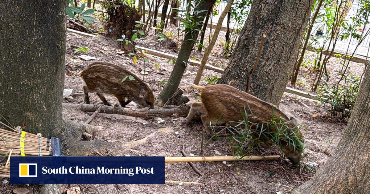 8 wild boars captured in Hong Kong’s Wong Tai Sin neighbourhood