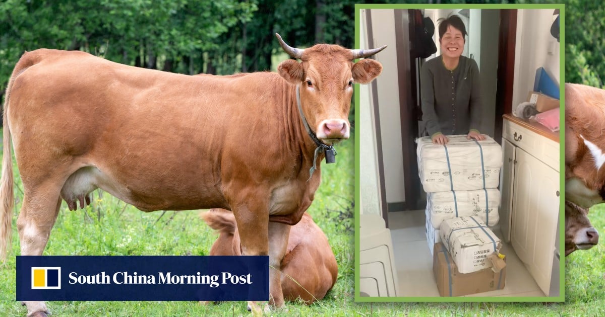 China woman working away from home gets parental care package containing a cow