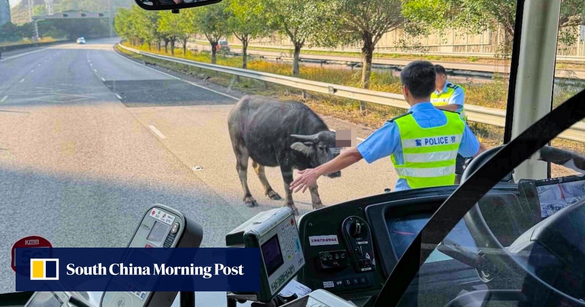 Injured cow brings rush-hour traffic to a standstill on Hong Kong highway