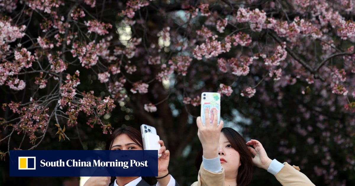 Blooming marvellous: Tokyo’s cherry blossom season officially begins
