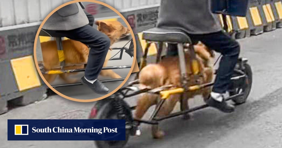 Chinese man modifies electric bike, uses dog as power source, draws animal abuse criticism