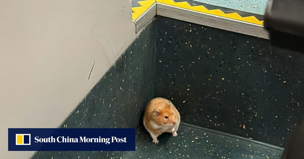 Rodent trip: hamster hitches ride on bus to Sha Tin