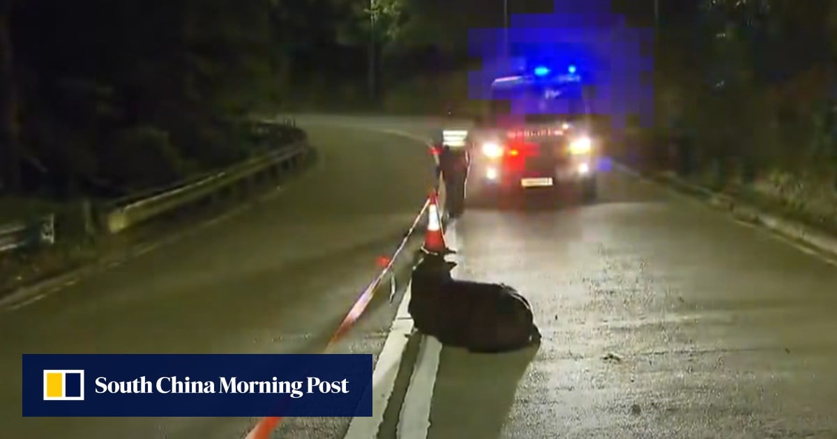 Man injured after being caught between fighting cows on Hong Kong hiking trail