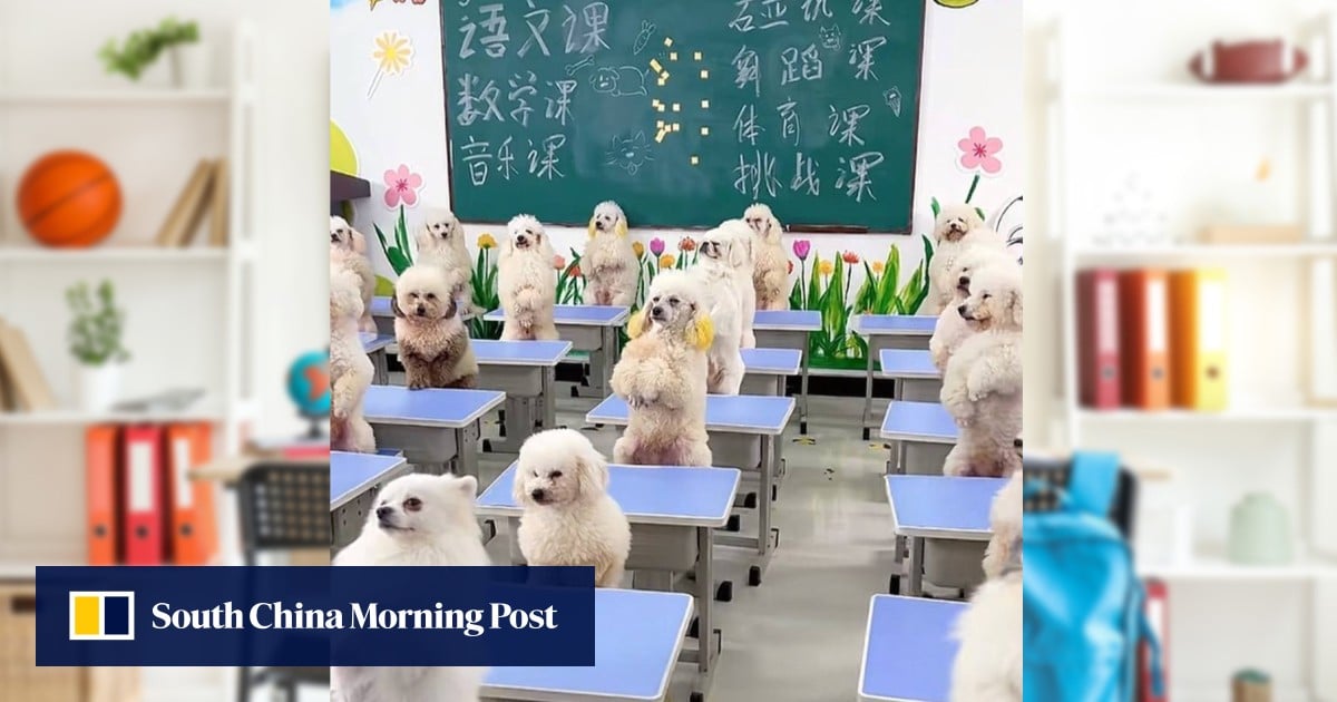 China woman spends US$1,700 to enrol dog in school for personality testing, training, company
