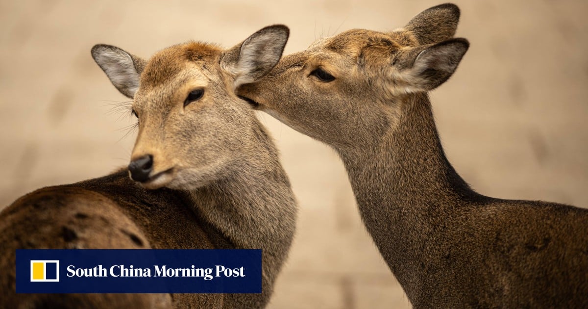 Oh deer: famous hoofed residents of Japan’s Nara wander as far as Osaka