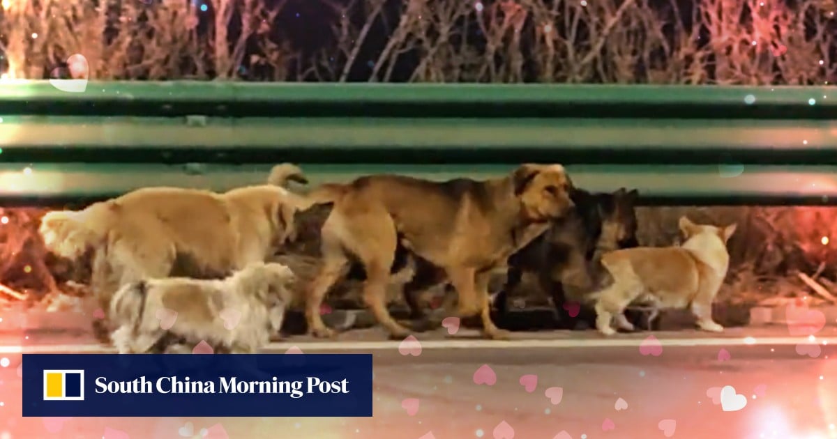 From great escape to great reunion: plot twists of China viral video of 7 dogs’ homecoming