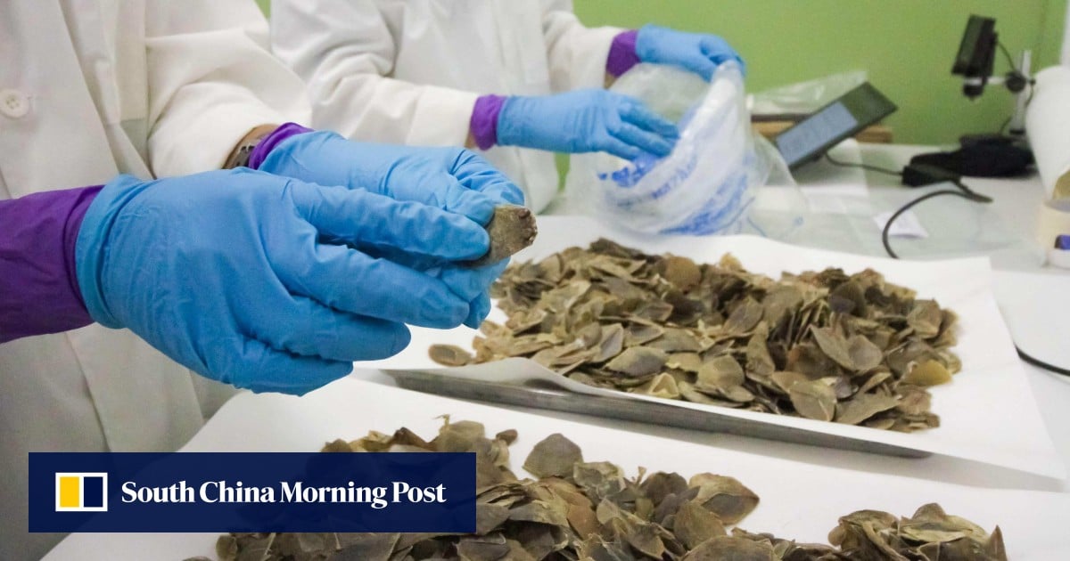 Singapore seizes record Asian pangolin scales disguised as ‘dried fish skin’