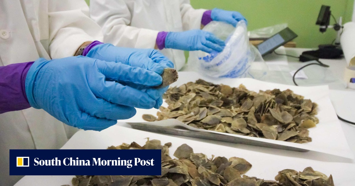 Singapore seizes record Asian pangolin scales disguised as ‘dried fish skin’