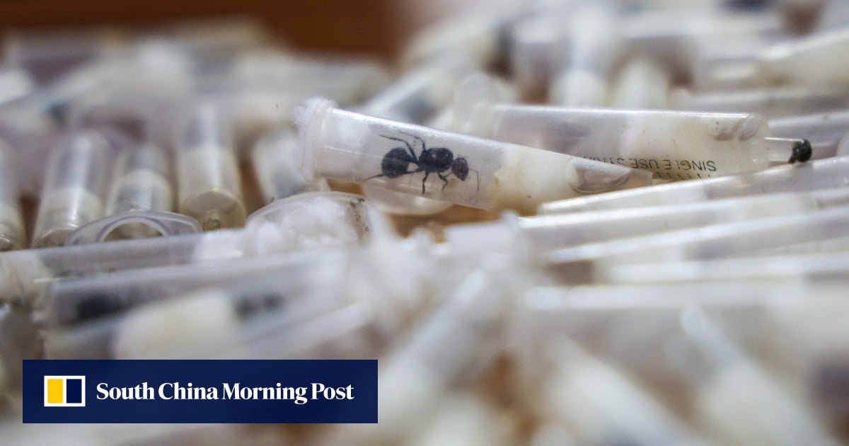 Ant smuggling in China, new airport rules in Hong Kong: 5 weekend reads you missed