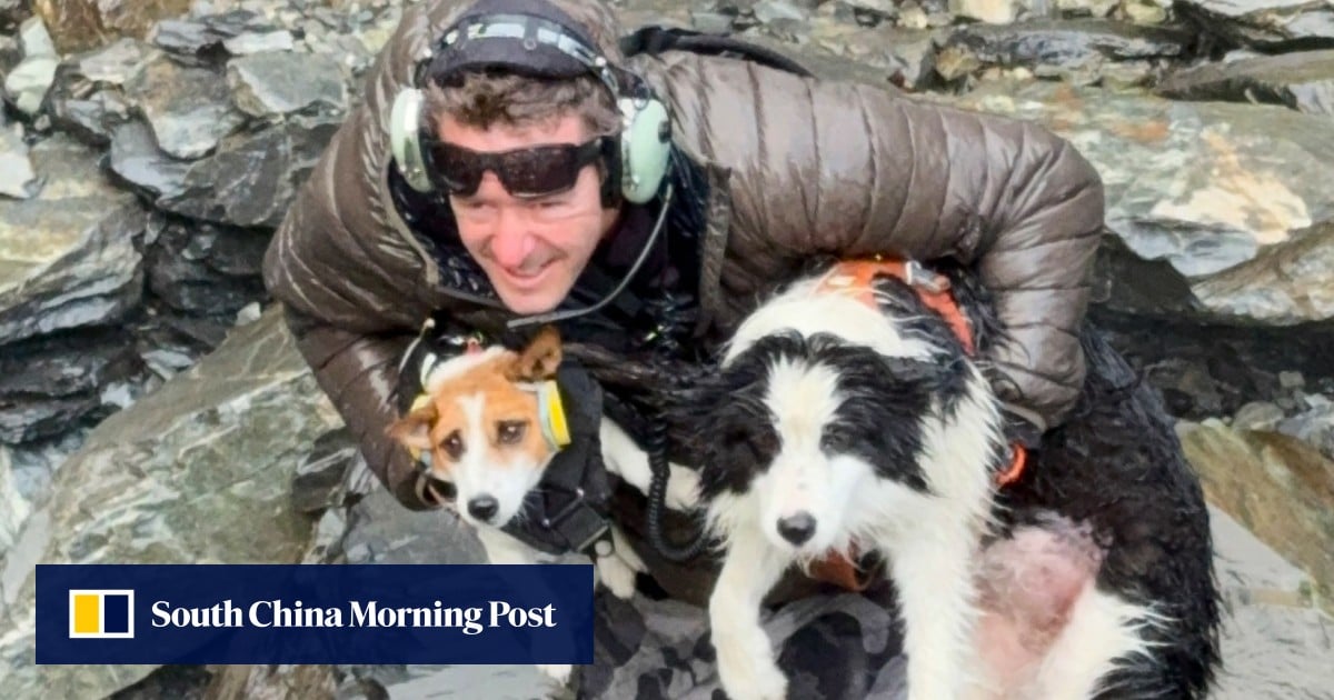 Dog lost for a week in New Zealand bush found after strangers fund US$6,300 air search