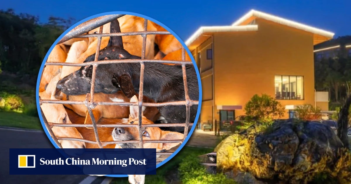 Outrage as China traveller at pet-friendly hotel gets text offering dog meat eateries
