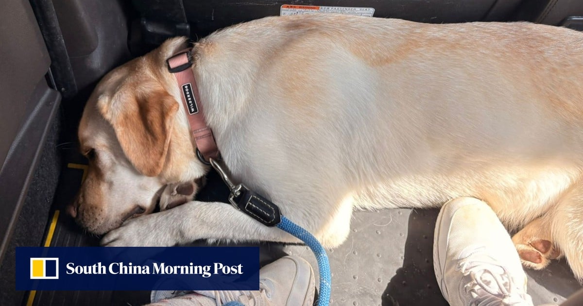 Rats versus pets: Hong Kong dog owners want rodent poison in boxes, not bags