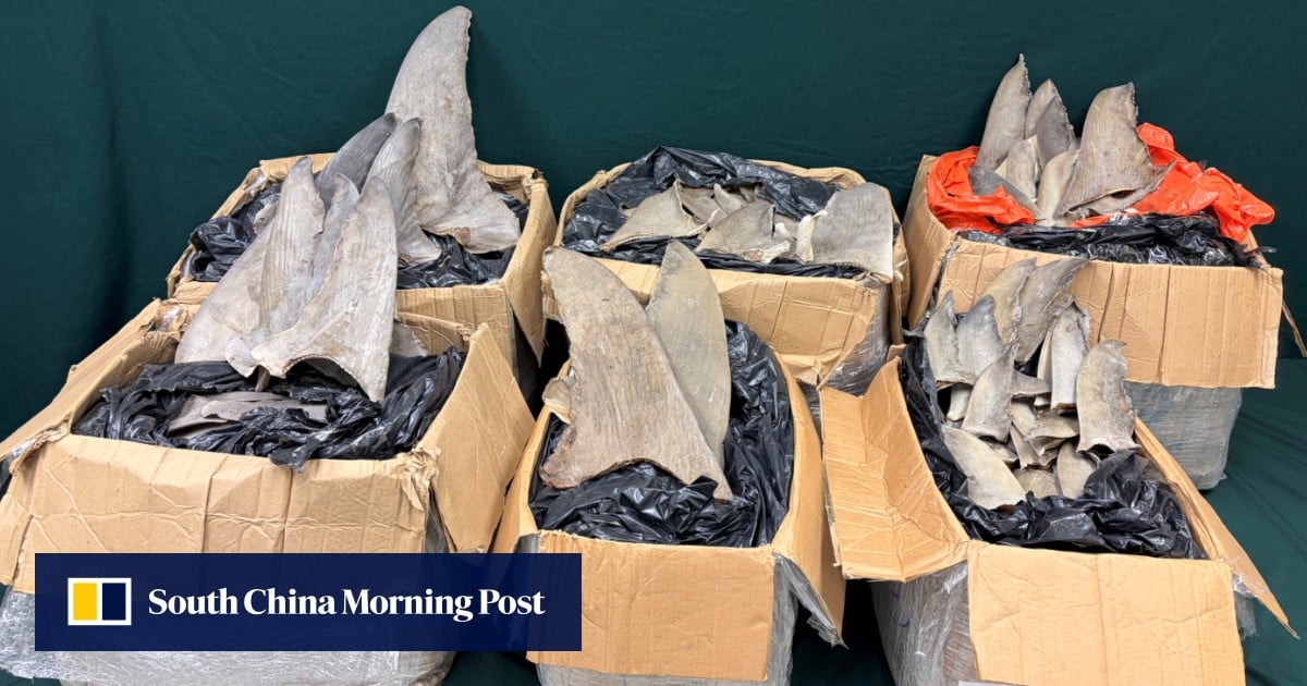 Hong Kong customs seizes HK$280,000 worth of dried shark fins from Panama
