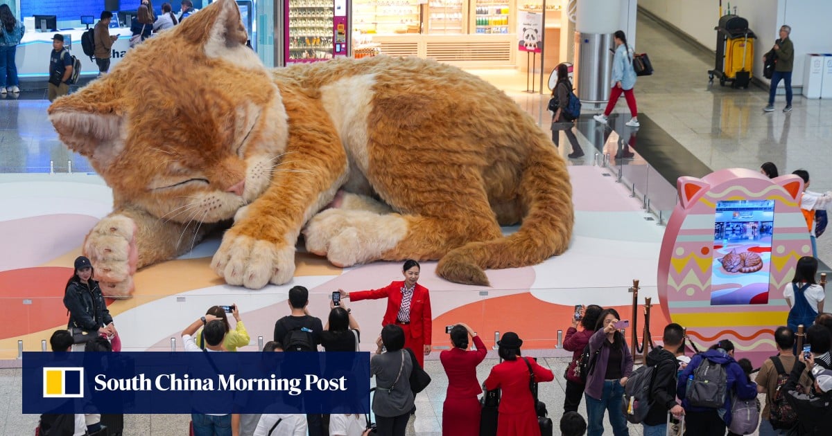 Move over, Easter bunny: cats are the stars in Hong Kong this holiday