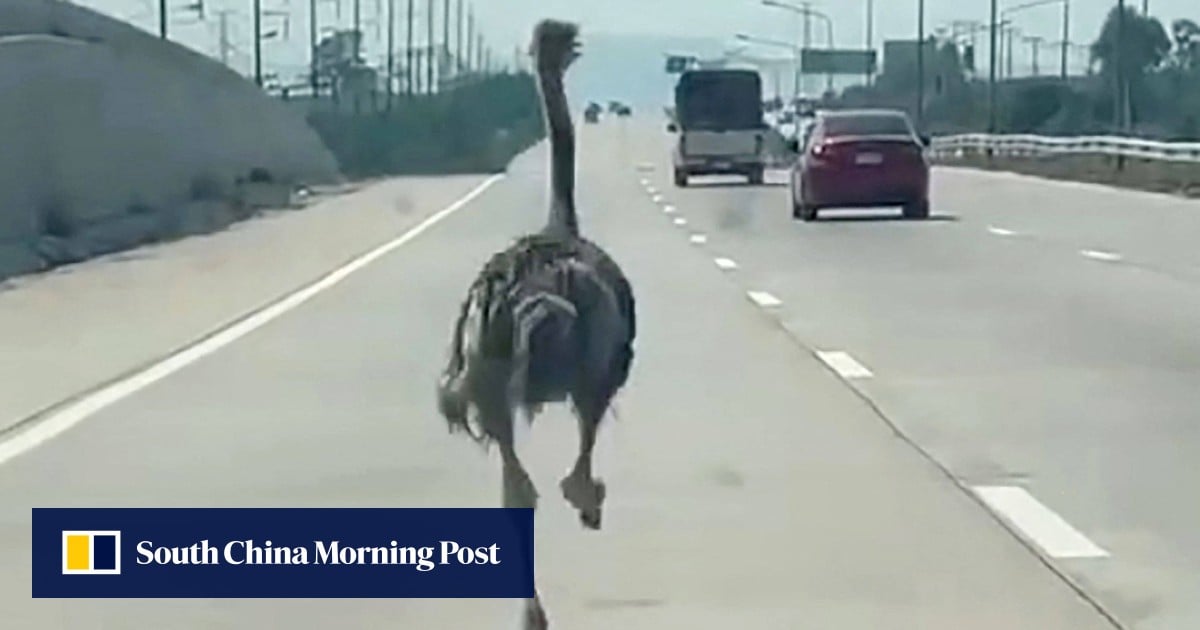 Ostrich escapes animal cafe, sprints down Thai highway