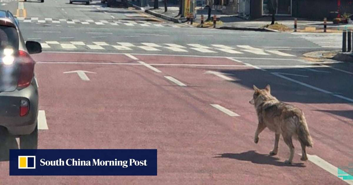 Activists howl with rage as escaped wolf faces death in South Korea