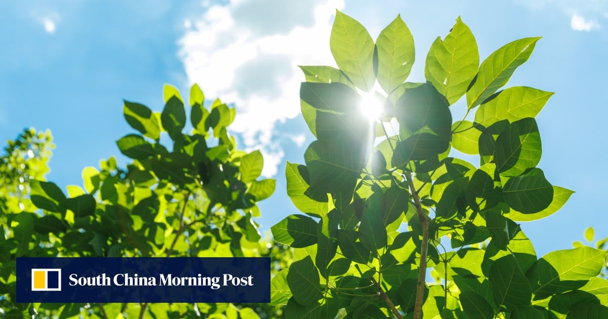 China team introduced plant-based photosynthesis in sick animals. They recovered