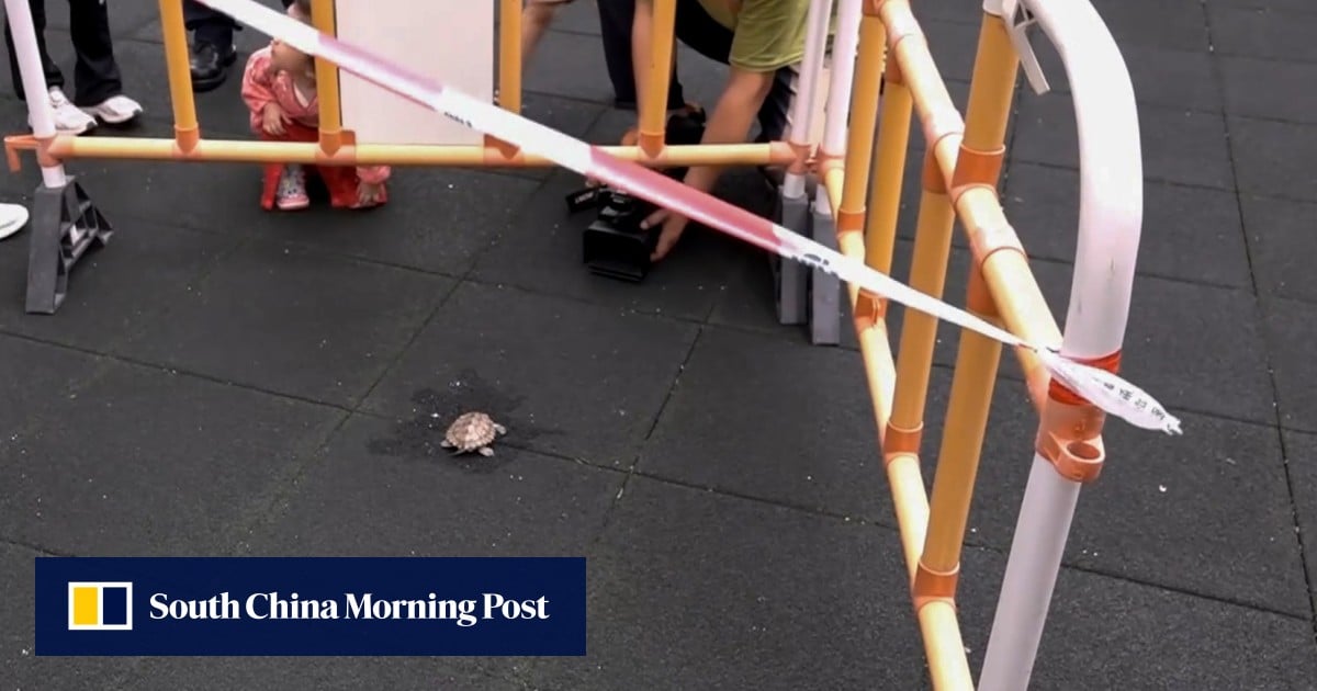 Turtle found dead after apparent fall in Hong Kong’s Wong Tai Sin
