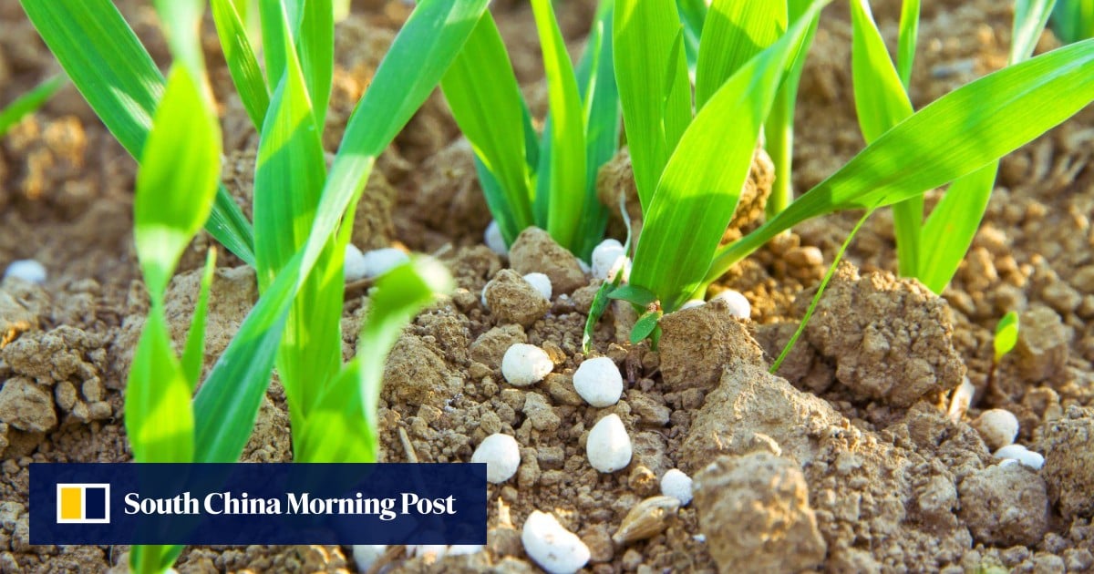 High fertiliser prices mean more soybeans for farmers – and greater reliance on China