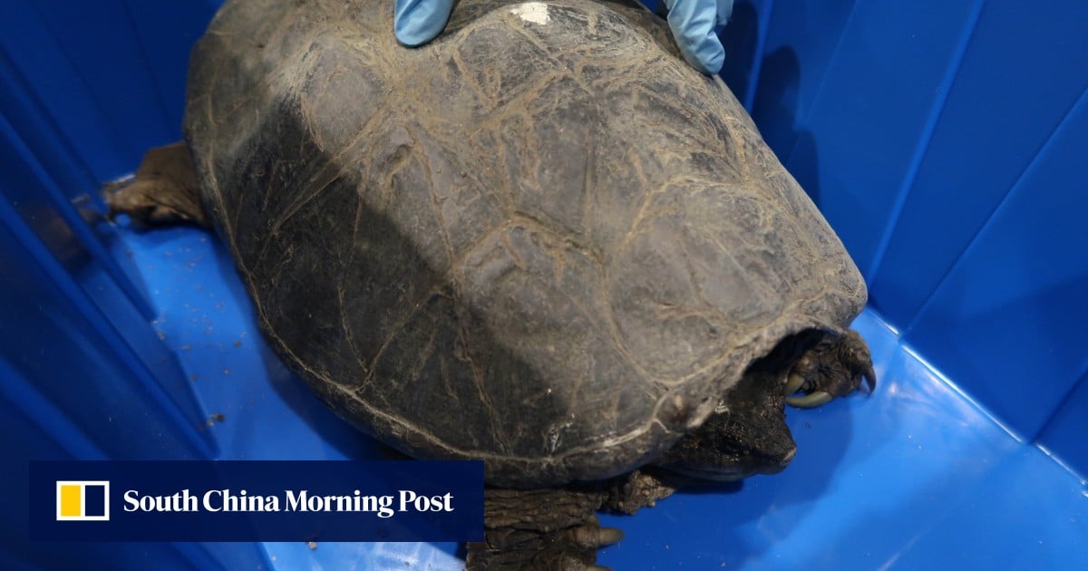 Hong Kong customs seizes 760 suspected endangered reptiles worth HK$580,000